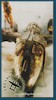 The Lost Squadron VHS